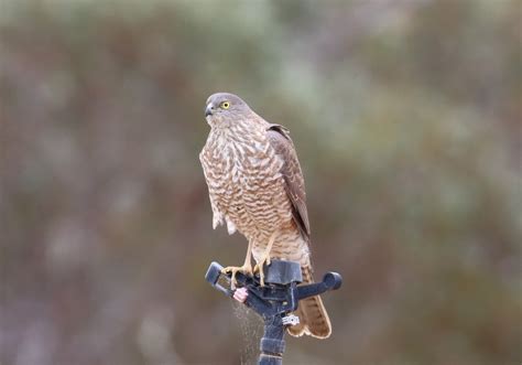 Collared Sparrowhawk Mallee Conservation