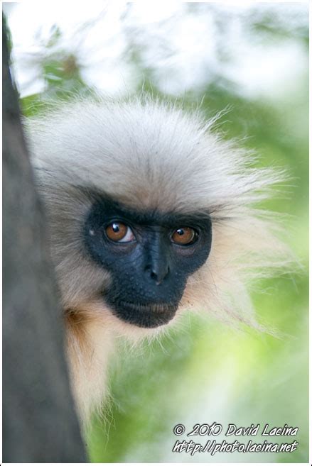 Travel Photo Gallery - Golden Langur Portrait, Golden Langur, India