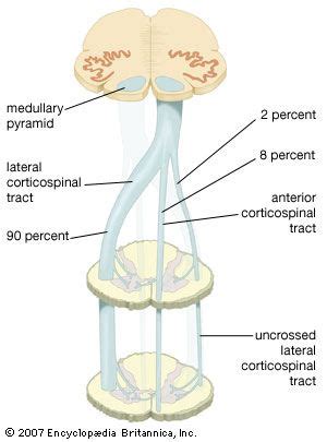 medullary pyramid; human spinal cord - Students | Britannica Kids | Homework Help