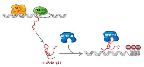 科学网—长链非编码rna 张天翼的博文