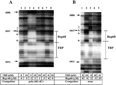 Dnase I Mapping Of Rep And Tbp Interactions With The Admlp Tbp And