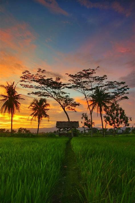 The Sun Is Setting Behind Palm Trees In A Green Field With A Path