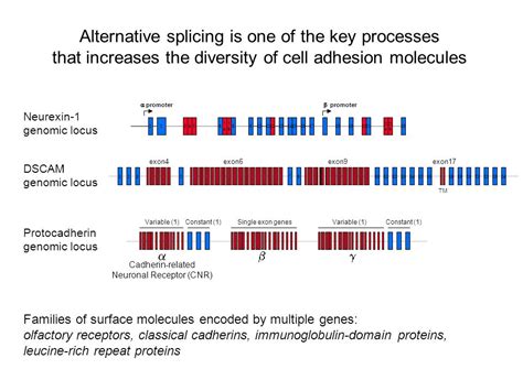 Regulation Of Synaptic Adhesion Complexes By Alternative Splicing Peter