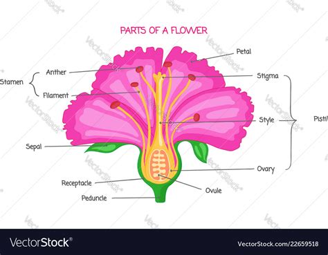 Female Parts Of Hibiscus Flower Parts Of A Flower And Its Functions