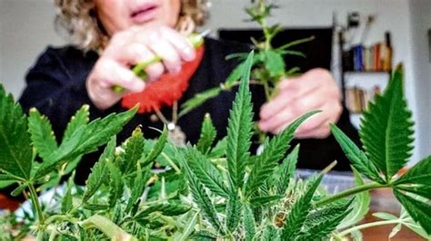 Un país de Europa legalizó el cultivo y consumo de cannabis recreativo