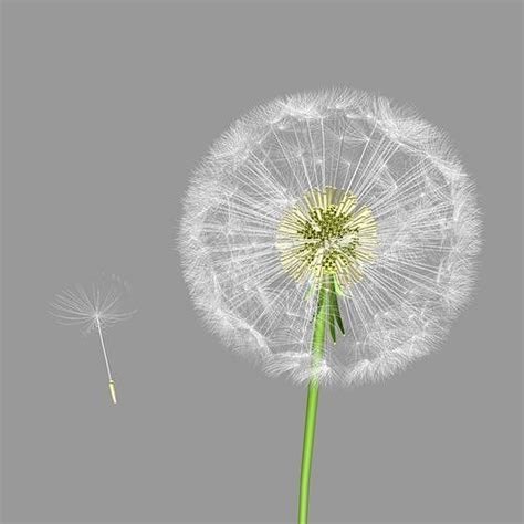 Dandelion 3d Model Animated Cgtrader