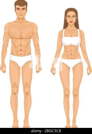 Anatomía del cuerpo humano hombre y mujer Esquema de construcción y