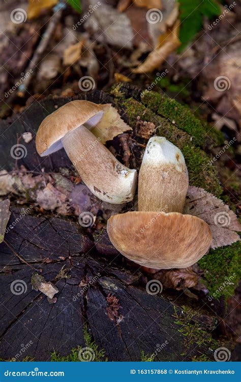 Several Boletus Mushroom In The Wild Porcini Mushroom Boletus Aereus