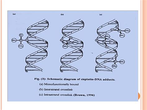 ALKYLATING AGENTS ALKYLATING AGENTS MECHANISM OF ACTION ALKYLATING