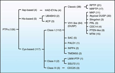 Classification Of Ptps In The Human Genome There Are Ptps In The