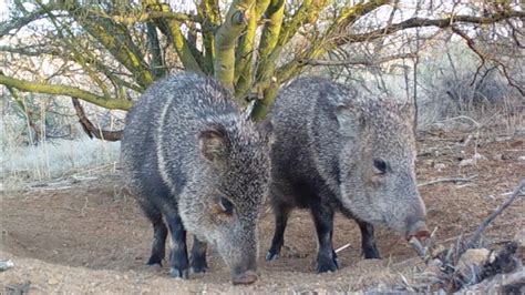 Javelina Being Javelina Arizona Wildlife Youtube