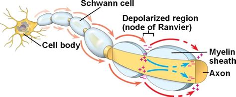 Action Potentials Biology Notes For A Level