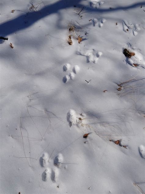 雪山ハイキング Hiking Through Snow タカペン Taka Pen S Blurt Log