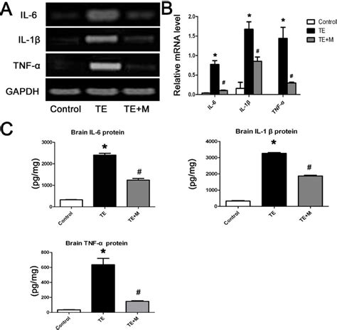 Expression Of Pro Inflammatory Cytokines Il 1 β Il 6 And Tnf α In