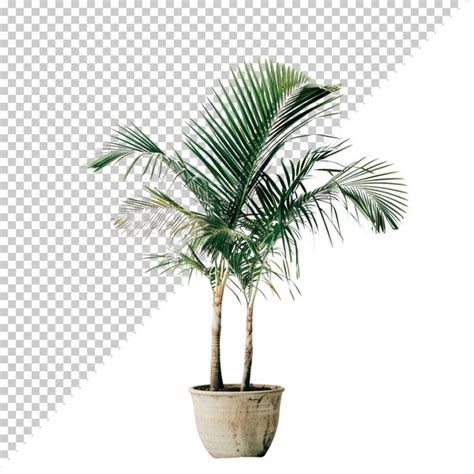 Premium PSD Psd Monstera Deliciosa Png Isolated On Transparent Background