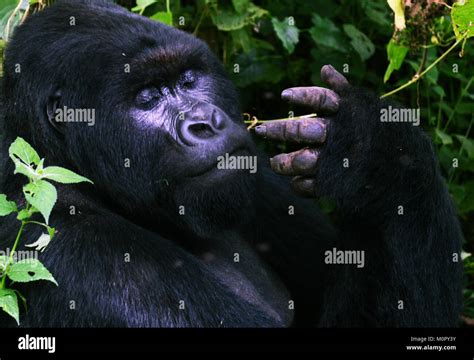 A Mountain Gorilla In Virunga National Park Eastern Congo Stock Photo