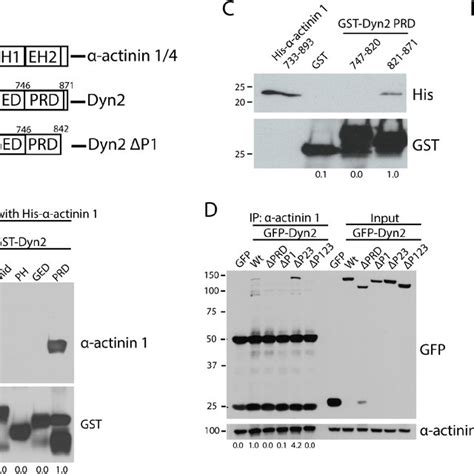 The P Region In The Dyn Prd Binds To Actinin And A Schematic