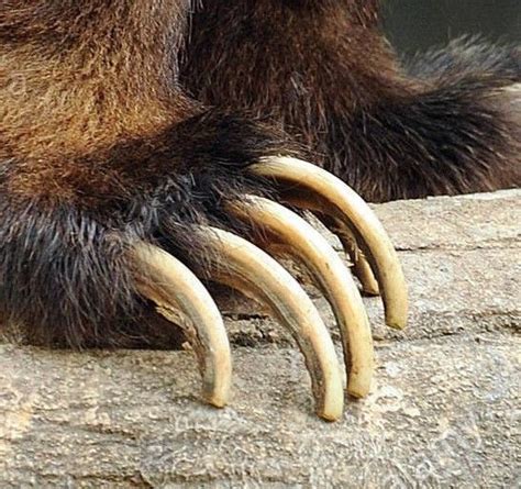 Bear Claws Are No Joke Bear And Gorilla Realm