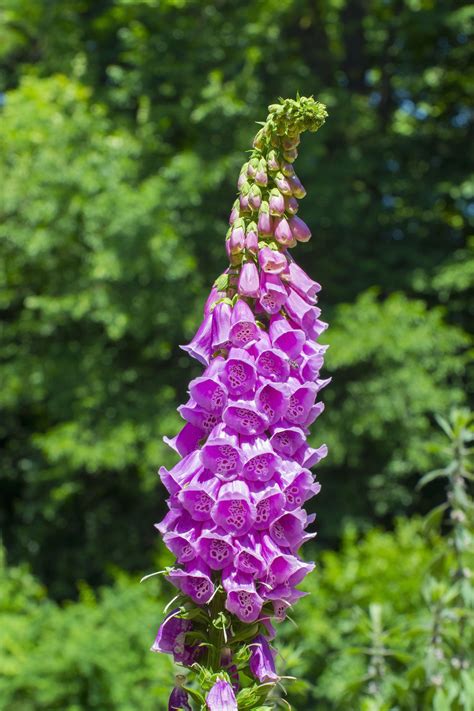 Foxglove Seed Packets – Bentley Seeds