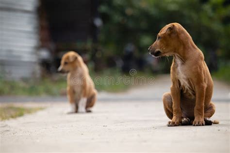 Roadside street puppies stock image. Image of indian - 264307189