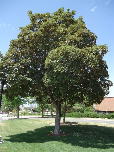 Tree Tour - Facilities - The University of Utah