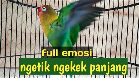 Full Emosi Tinggi Lovebird Ngetik Ngekek Memanggil Lawan Pancingan