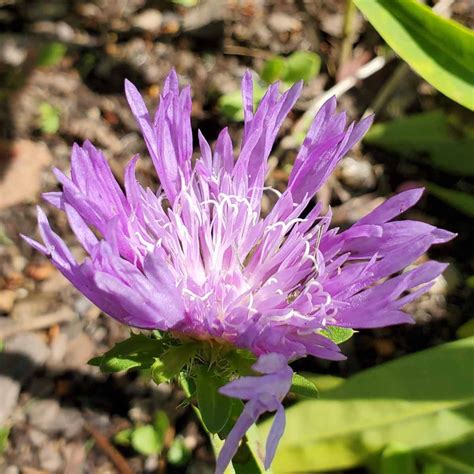 Stokes Aster Stokesia Laevis Western Carolina Botanical Club