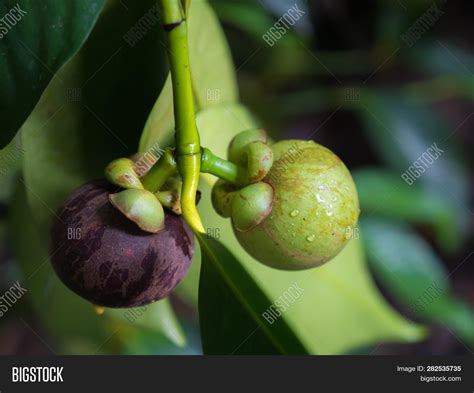 Mangosteen Tree, Image & Photo (Free Trial) | Bigstock