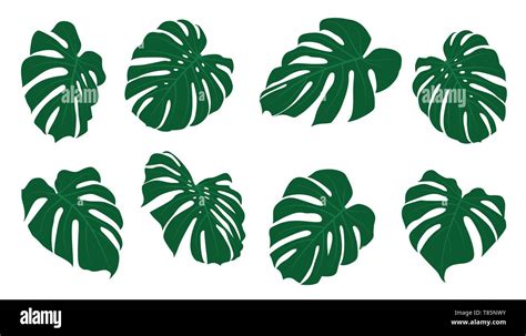 Conjunto De Hojas De Monstera Tropical Ilustraci N Vectorial Hojas