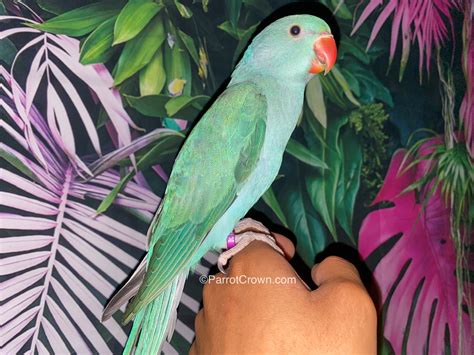 Turquoise Indian Ringneck Parrot for sale - ParrotCrown.com