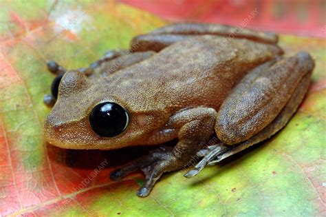 Australian Lace Lid Frog With Eyelid Open Stock Image F0320128