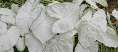 Florida Boys Caladiums | Lake Placid, FL