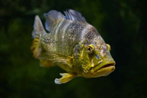 Peacock Bass A Guide To Care Diet And Behavior