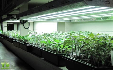 Why T Lights Are The Best Grow Lights For Seedlings T Grow Light