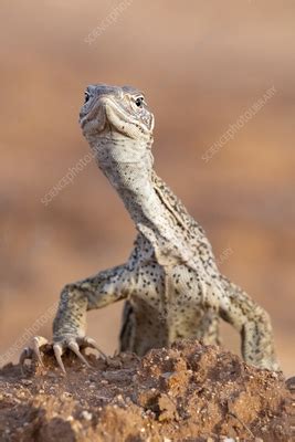 Sand Monitor Stock Image C Science Photo Library