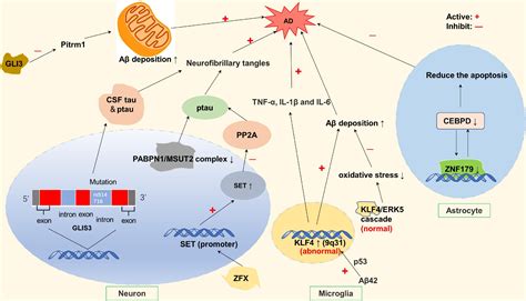 Frontiers Zinc Finger Proteins In Neuro Related Diseases Progression