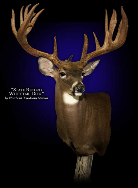 Whitetail Deer Mount Whitetail Deer Taxidermy