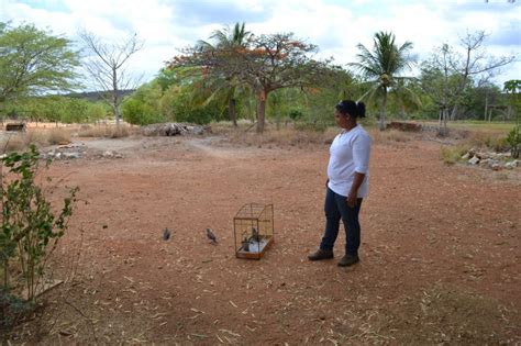 Soltura De Aves Advindas De Apreens Es Realizada Pelo Cemafauna Em