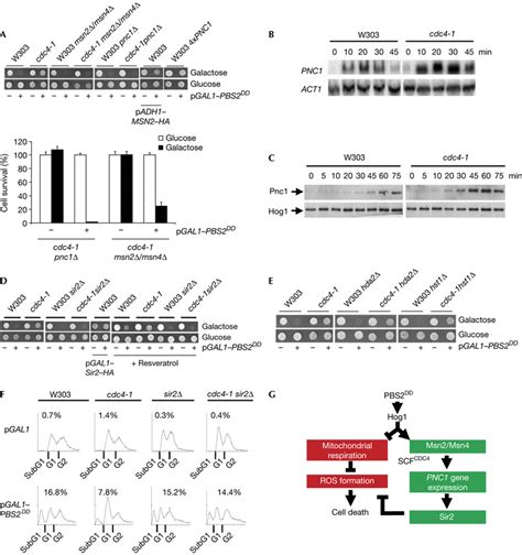 Msn2 Msn4 Pnc1 And Sir2 Counteract Hog1 Mediated Cell Death A