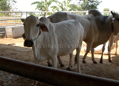 Populasi Sapi Potong Kabupaten Pasuruan Capai 105 Ribu Ekor WartaBromo