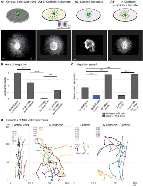 Migratory Behavior Of Medial Ganglionic Eminence Mge Cells On Various