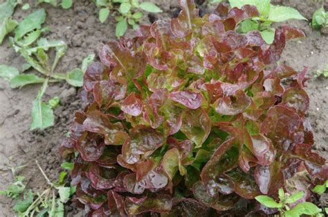 Lactuca Sativa Red Salad Bowl Rode Eikebladsla Eikebladsla Rood