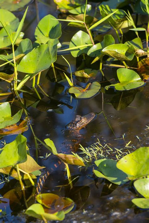 Okefenokee Swamp - New Georgia Encyclopedia