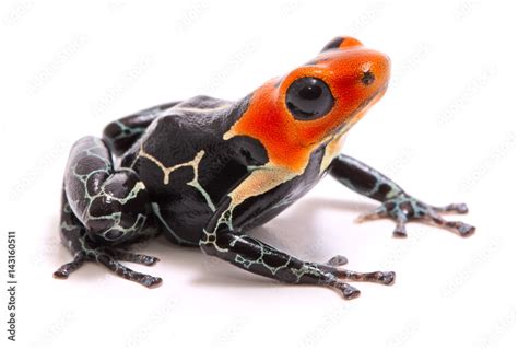 Red Headed Poison Dart Or Arrow Frog Ranitomeya Fantastica A