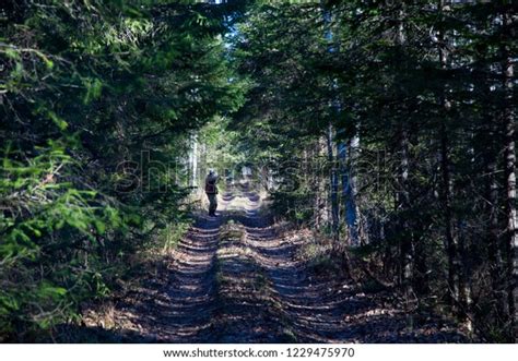 Hunter Forest Stock Photo 1229475970 | Shutterstock