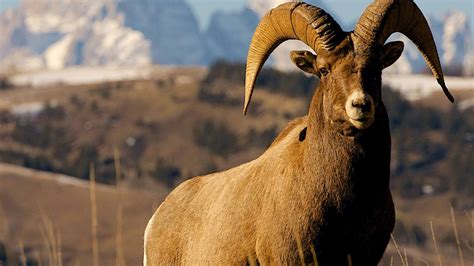 In Wyoming, wildlife tourism funds conservation | Adventure.com