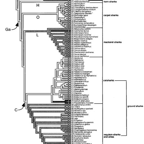 Phylogenetic Distribution Of Reproductive Modes In Elasmobranchs And