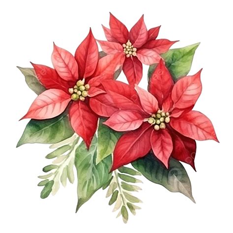 Watercolor Christmas Poinsettia Flower Bouquet Christmas Botanical