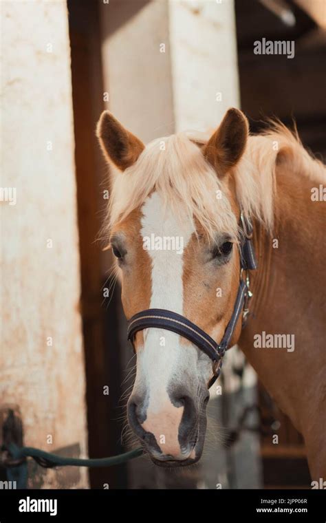 A Vertical Shot Of Beautiful Horse Haflinger Tied To A Wall With Chain