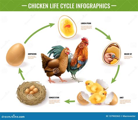 Ciclo De Vida Infographics Da Galinha Ilustra O Do Vetor Ilustra O